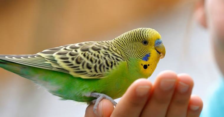 St. Vincent and the Grenadines lifts 15-year ban on bird imports